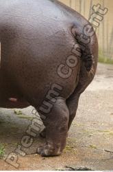 Tail Hippopotamus